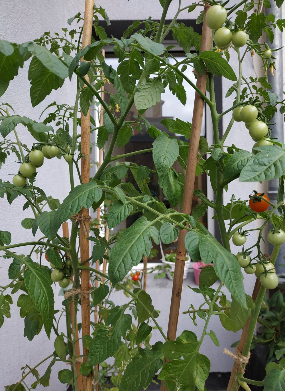 Plants de tomates qui grandissent sur nos toits avec de petites tomates encore vertes et des rouges